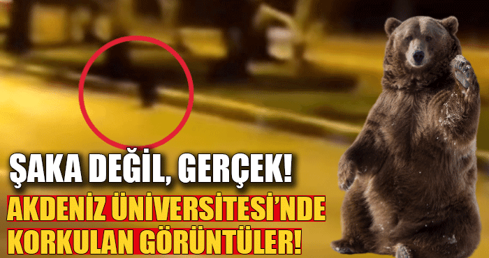 Şaka değil GERÇEK, Akdeniz Üniversitesi’nin göbeğinde ayılar cirit atıyor!