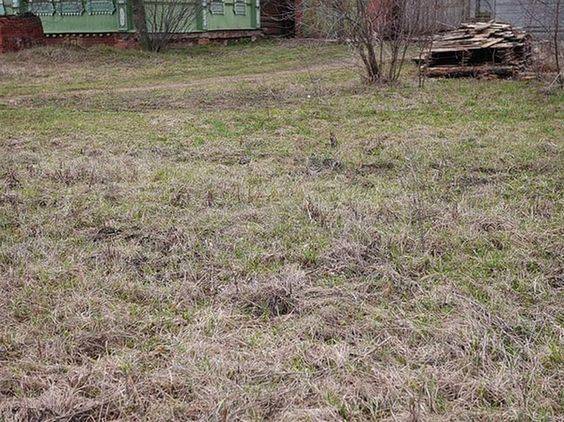 Gözlem becerilerinizi test edin ve çimlerin arasında saklanan kediyi 9 saniye içinde tespit edin