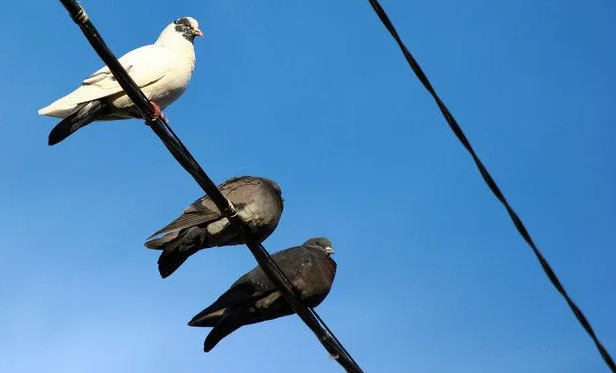 Kuşlar Neden Elektrik Tellerine Konduğunda Çarpılmaz?
