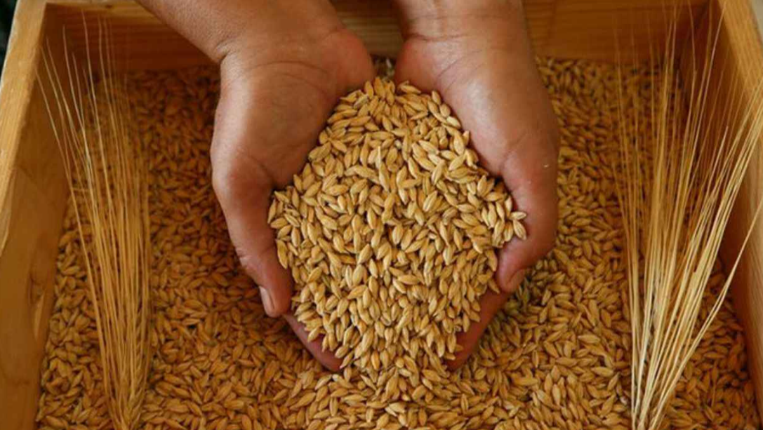 Buğday Taban Fiyatları: Çiftçiler Ne Bekliyor?
